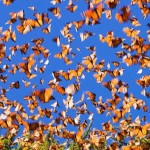 Миграции бабочек-монархов