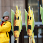 Как мифы о ГМО укоренились в общественном мнении