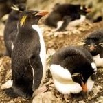 Как пингвины потеряли способность летать?