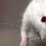 Доза нового лекарства вылечила мышь от синдрома Дауна