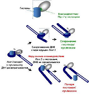 При вхождении в нуклеосому Пол 2 разворачивает ДНК с поверхности гистонов. Чтобы ДНК снова навернулась на гистоны и сформировала нуклеосомы, Пол 2 должна взаимодействовать с гистонами в процессе транскрипции (наверху) – в этом случае ДНК сворачивается сзади идущей Пол 2 и нуклеосомы сохраняются после транскрипции. Если, однако, взаимодействие Пол 2 с гистонами нарушено (внизу) ДНК при транскрипции не сворачивается и гистоны теряются 