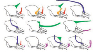 Рис. 1. Рога у жуков могут появиться только на трех участках головы и двух участках грудного отдела. На рисунке показано расположение рогов у 11 видов рода Onthophagus (Emlen et al., 2007). 