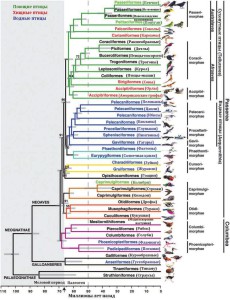 Филогенетическое древо птиц — результат сравнения полных геномов 48 видов. www.sciencemag.org