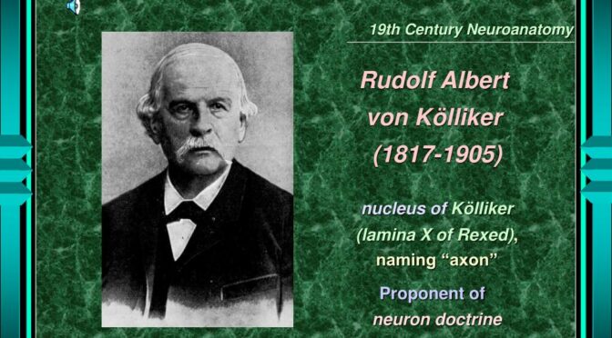 Альберт фон Келликер: от митохондрии до нейрона