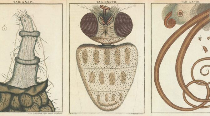 «Микроскопические прелести» Мартина Фробениуса Ледермюллера (1759—1763)