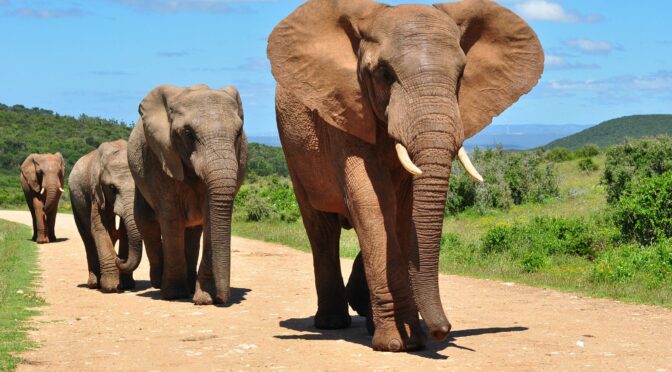 Исследователи сделали удивительное открытие об африканских слонах