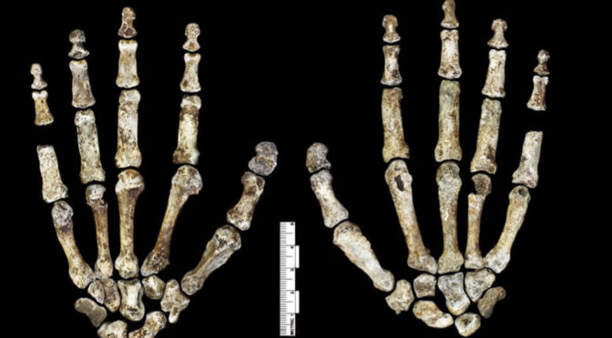 Первые похороны в истории: загадка Homo naledi